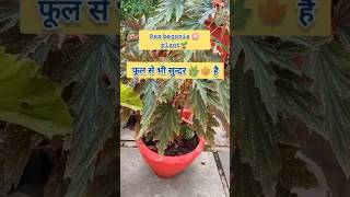 Rex begonia🍁plant🌿careshorts youtubeshorts DeepaGardening [upl. by Nigen]