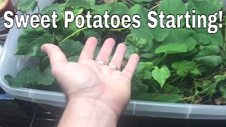 Growing Sweet Potatoes Indoors 4 [upl. by Jerrilee712]