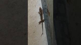 🛑 Tail Lizard 2 😱 birdtrap amazing birdslover shortvideo animaltrap Nesingle [upl. by Irehj]