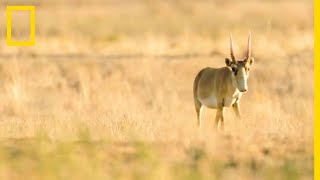 Le saïga seule antilope eurasienne [upl. by Osicran903]