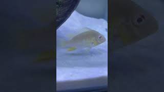 Heckelli cichlid🐠 heckellifish cichlids fish fishtank aquarium beautifulfish ytshorts cute [upl. by Phebe]