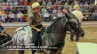 Kalona Monthly Horse Sale amp Pony Special 6523 [upl. by Hadden]