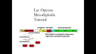 Merodiploids lac operon Part 1 [upl. by Ahtaga]