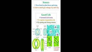 Stomata and Guard Cells Definition geneticteacher [upl. by Buxton]