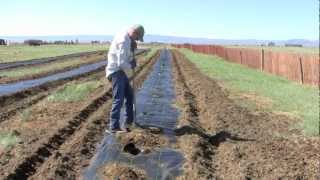 Windbreaks in Wyoming [upl. by Surtimed]