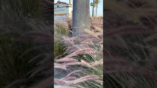 Cat tail plants cattails motivation running shorts shortvideo [upl. by Berke]