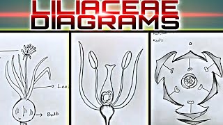 How to draw LILIACEAE Diagrams useful for practical exams [upl. by Annahavas66]