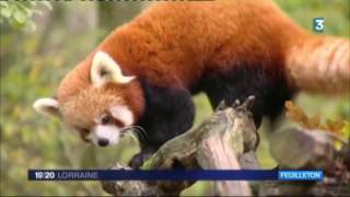 La série le Capitaine Marleau au Parc Animaler de SainteCroix  fr3 Lorraine [upl. by Matejka]