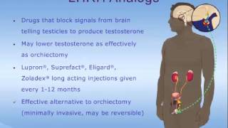 Hormone Therapy for Prostate Cancer [upl. by Ahsatal536]