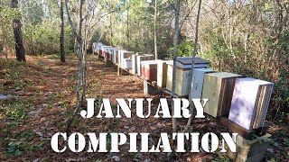 January Compilation  colesfarmnc jacksonvillenc beekeeping [upl. by Forest]