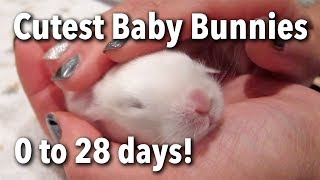 The Cutest Baby Bunnies  Newborn to 28 Days [upl. by Atiuqer]