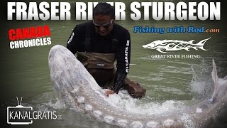 Canada Chronicles  Fraser River Sturgeon ft Fishing with Rod amp Kanalgratisse [upl. by Bronwyn]