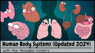 Human Body Systems Overview Updated 2024 [upl. by Amador]