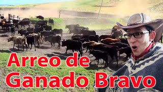 🐴👨‍🌾 Arreo de GANADO BRAVO 🐃 EXTREMO 😵❌ Rodeo Chagra [upl. by Ahsemit]