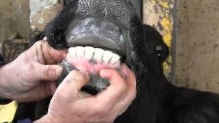 Estimating Cattle Age by Dentition [upl. by Livi]