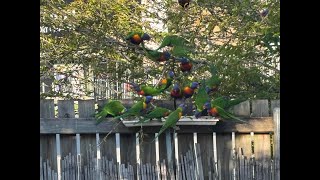 Lorikeet feeding Gold Coast [upl. by Hoffert229]