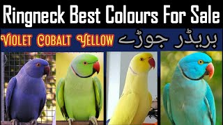 Ringneck Parrot For Sale  Violet Ringneck  Yellow Parrot  Ringneck Parrot Price [upl. by Rogers]