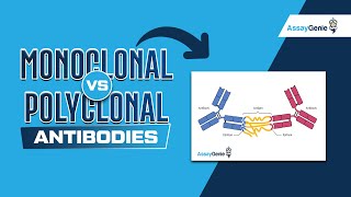 Monoclonal Vs Polyclonal Antibodies [upl. by Sisto]