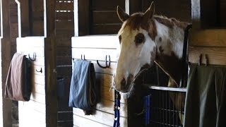 Ithaca College Equestrian Team [upl. by Aicel]