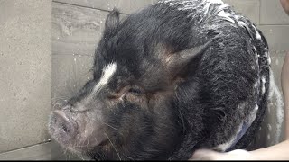 Dramatic Pot Belly Pig at the dog groomers [upl. by Ylicic]