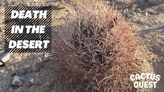 Sclerocactus polyancistrus  Areas of Critical Environmental Concern  w Luke Basulto california [upl. by Tray]