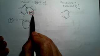 Nucleótidos y Acidos Nucleicos Cuarta Parte [upl. by Strephonn139]