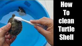 how to clean turtle shell  turtle shell maintainence shiner  Flora and Fauna [upl. by Claudius418]