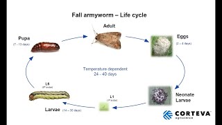 Fall Armyworm Update  Australia [upl. by Yltnerb357]