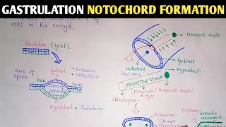 Gastrulation  Notochord And Mesoderm Formation  UrduHindi [upl. by Sined]