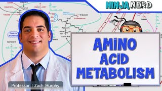 Metabolism  Amino Acid Metabolism [upl. by Tamer]