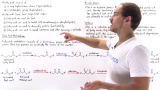 Introduction to Fatty Acid Metabolism [upl. by Ellasal]