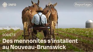 Trois familles de mennonites arriveront au NouveauBrunswick cette semaine [upl. by Milissa]