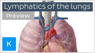 Lymphatics of the lungs lymph nodes and vessels preview  Human Anatomy  Kenhub [upl. by Trilley721]