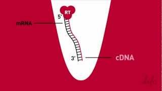 Simplified RT  Reverse Transcription Animation [upl. by Ateuqal999]