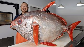 The Reason this MASSIVE Fish is Compared to a Cow [upl. by Londoner462]