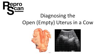 Diagnosing the Open Empty Uterus in a Cow [upl. by Jeth]