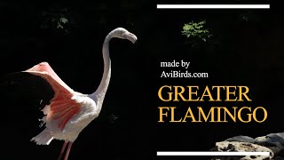 Greater Flamingo Phoenicopterus Roseus [upl. by Ayatnahs]