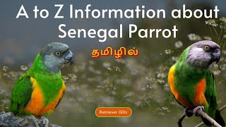 Senegal Parrot Detailed Information amp Breeding in Tamil senegal parrot tamilinfo youtubevideo [upl. by Velleman]