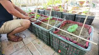 I Built a Trellis for Climbing Vines in ONE Afternoon [upl. by Michell]