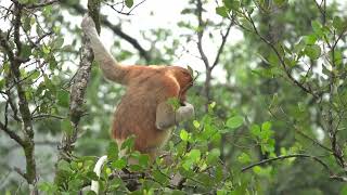 長鼻猴 Proboscis monkey [upl. by Fara779]