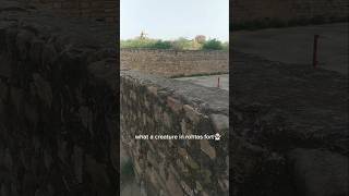 lizard 🦎 in rohtas fort shorts ytshorts nature explore [upl. by Lamar652]