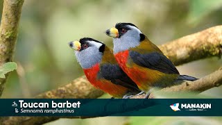 Toucan Barbet  Birds Colombia  Manakin Nature Tours [upl. by Lenzi]