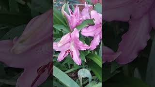 Pink Lilies flowers pink fragrance [upl. by Ellesirg]