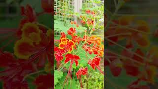 caesalpinia pulcherrima flowers shortsfeed shorts MayilBarbados flowersPeacock flower mayil [upl. by Nuy]