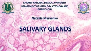 Salivary glands Histology [upl. by Milon]