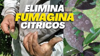 Elimina la FUMAGINA en CÍTRICOS 🌿 Como Combatir Fumagina en limonero [upl. by Richlad844]