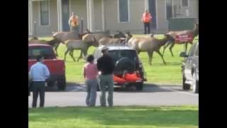 Elk Rut at Mammoth Hot Springs [upl. by Ibba]