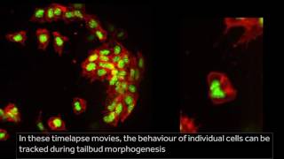 Making mesoderm in the zebrafish tail [upl. by Hairam]