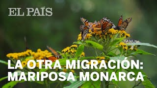 La historia de la Migración de las Mariposas Monarca [upl. by Lucas865]