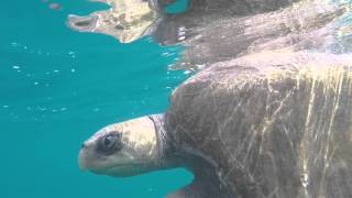 Surrounded by Sea Turtles Ostional Costa Rica [upl. by Necaj202]